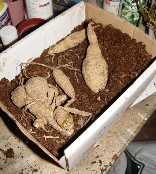 Как хранить георгины зимой