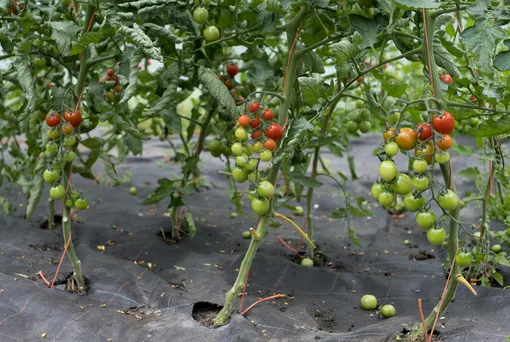 Сорта черри чаще бывают индетерминантными, и в высоту достигают 2,5 м.