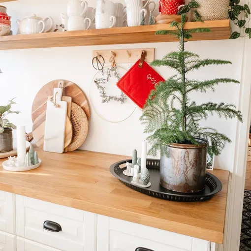 Араукария может заменить новогоднюю елку Араукария может заменить новогоднюю елку