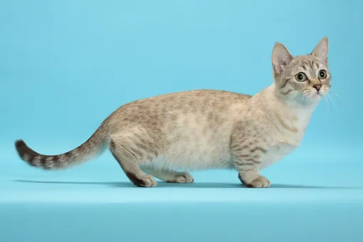Кошка для маленькой квартиры самые маленькие кошки фото манчкин