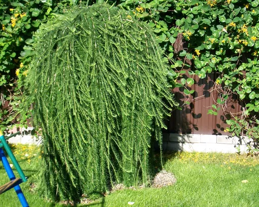 Лиственница европейская