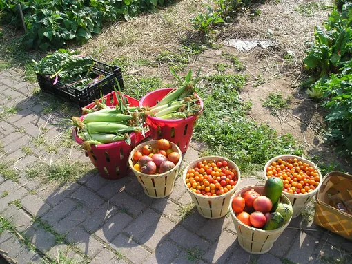 Почему почву в огороде необходимо восстанавливать после летнего сезона Почему почву в огороде необходимо восстанавливать после летнего сезона
