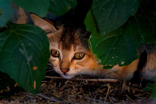 В Индии ферма остановила сбор урожая ради спасения детёнышей камышовой кошки В Индии ферма остановила сбор урожая ради спасения детёнышей камышовой кошки