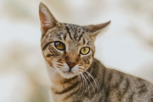 Кошка спасла семью туристов на Бали от ядовитой змеи