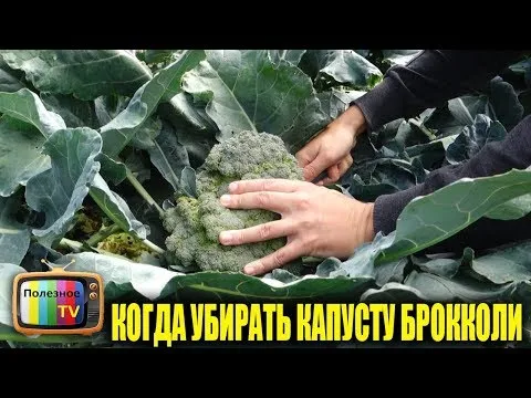 Нажми и смотри