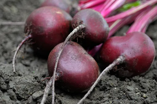 Посаженная под зиму свёкла долго не хранится.