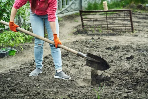 Что закапывать в землю в ноябре — не для урожая, а для защиты участка