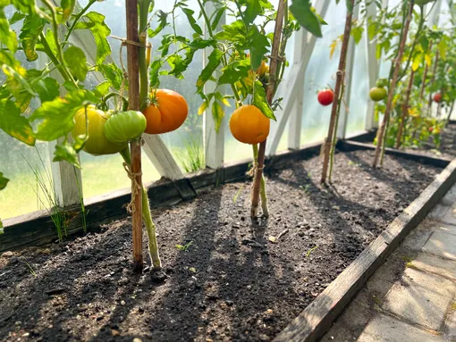 Помидоры в теплице