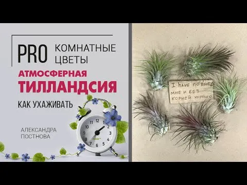 Нажми и смотри