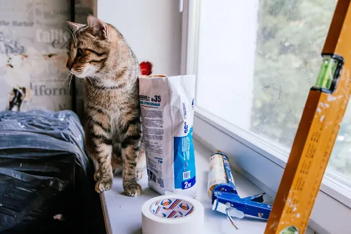 7 материалов для ремонта, которые нужно выбросить уже сегодня, и кот