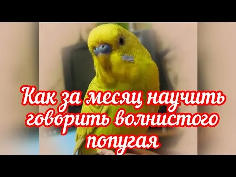 Нажми и смотри