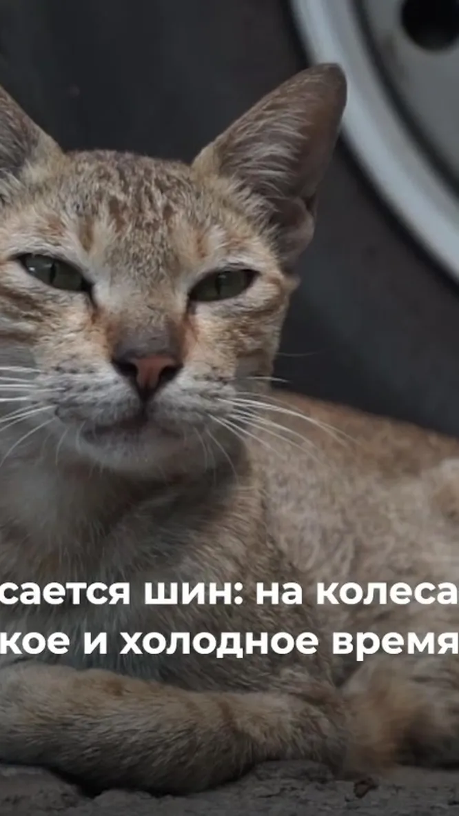 Нажми и смотри