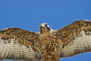 «Тоже хочу обратно в садик»: выпущенный на волю коршун предпочел вернуться к людям