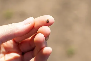 Страховка от клеща в 2025 году: как оформить, сколько стоит и что она даёт?