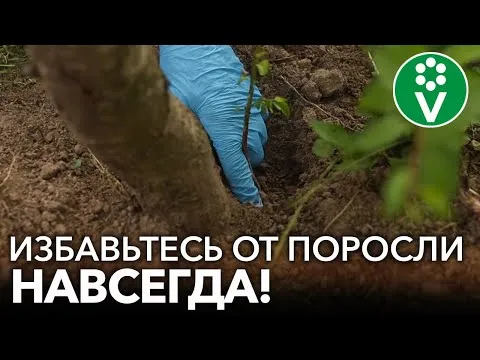 Нажми и смотри