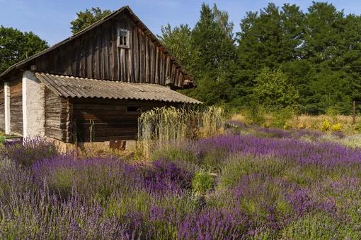 Россияне могут лишиться дачи из-за сорняков на участке Россияне могут лишиться дачи из-за сорняков на участке