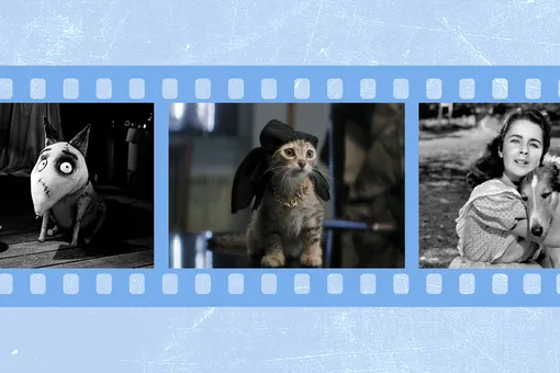 Не только «Хатико»: 9 фильмов и один сериал о домашних животных