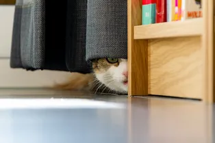 «Тряслась и не ела»: новая хозяйка боролась за доверие кошки три месяца