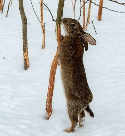 Чем опасны зайцы и другие грызуны в саду зимой Чем опасны зайцы и другие грызуны в саду зимой