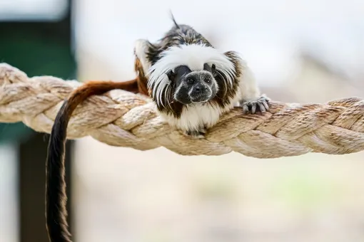 Питомцы Литовского зоопарка