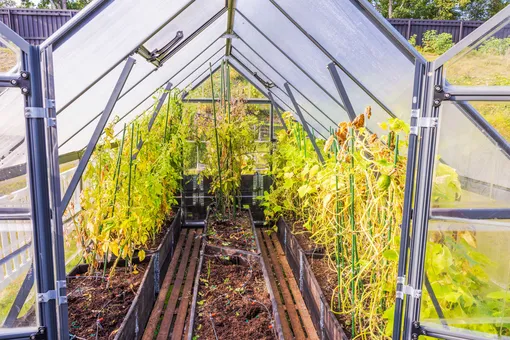 Огурцы в теплице Огурцы в теплице