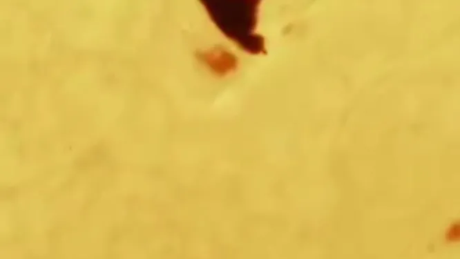 Нажми и смотри