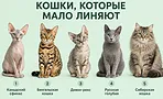 Забудьте про липкую ленту: 10 пород кошек, которые почти не линяют Забудьте про липкую ленту: 10 пород кошек, которые почти не линяют