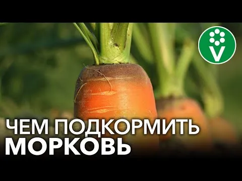 Нажми и смотри