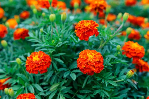 Бархатцы Бархатцы