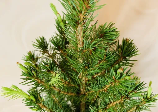 Три ошибки, которые убивают ёлку в горшке