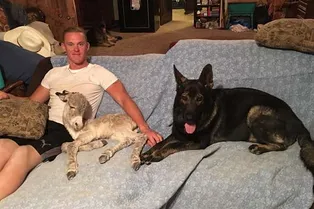 Свой среди...собак: в США живет ослик, который ведет себя как щенок