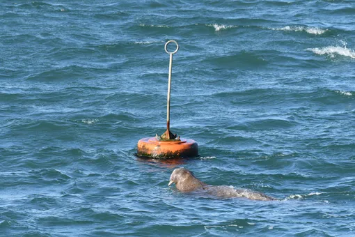 морж хочет утопить понтон