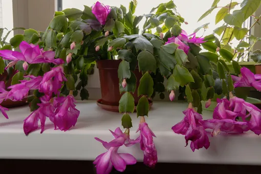 Почему декабрист стал фиолетовым: 4 причины и как их устранить