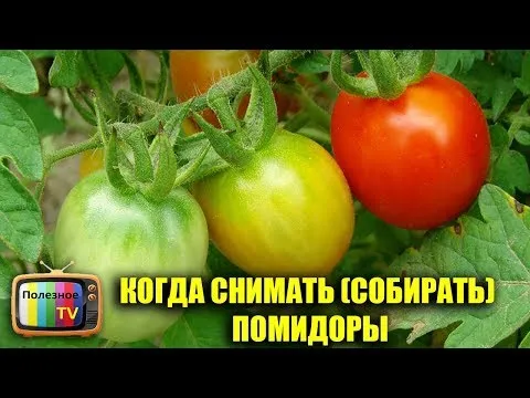 Нажми и смотри