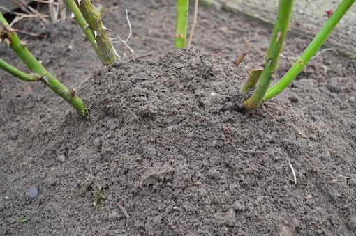 окучивание роз