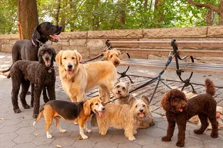 Почему собаки выглядят так по-разному: от крошечных до гигантов