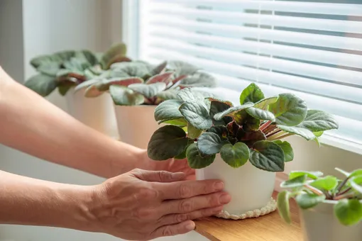 Нужны колышки и полотенца: что делать с комнатными растениями при переезде