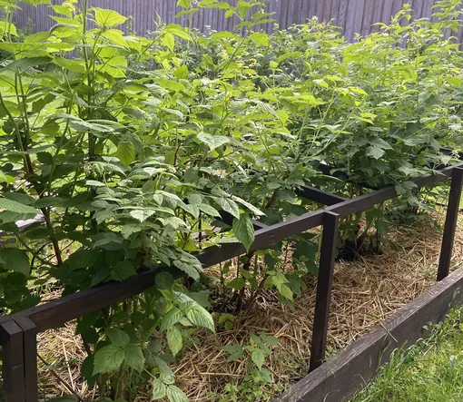 опоры под малину