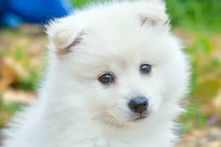 Щенок впервые в жизни увидел «невидимую лестницу». Его реакция насмешила всех