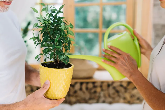 Начнём с самого простого. Какой водой нужно поливать домашние растения? Начнём с самого простого. Какой водой нужно поливать домашние растения?