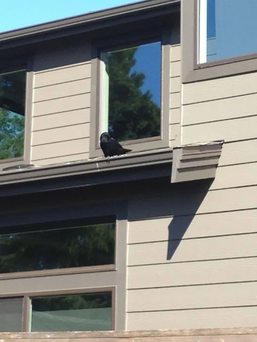 ворон ворон