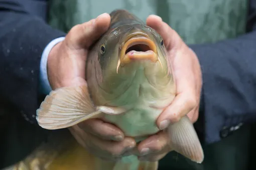 «Буду их разыгрывать»: жительница Кузбасса развела карпов в затопленном подвале дома «Буду их разыгрывать»: жительница Кузбасса развела карпов в затопленном подвале дома