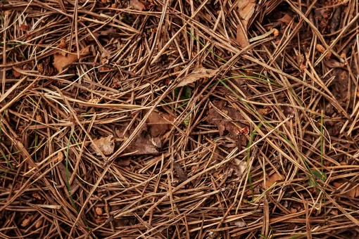 Хвойные иголки — отходы или сокровище? Как использовать их в саду, а не выбрасывать