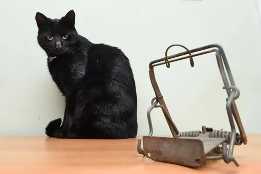 Кот и капкан для грызунов Кот и капкан для грызунов