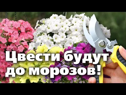 Нажми и смотри