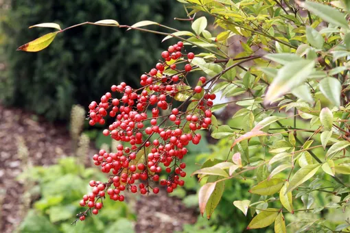 Нандина Magical Lemon and Lime Нандина Magical Lemon and Lime