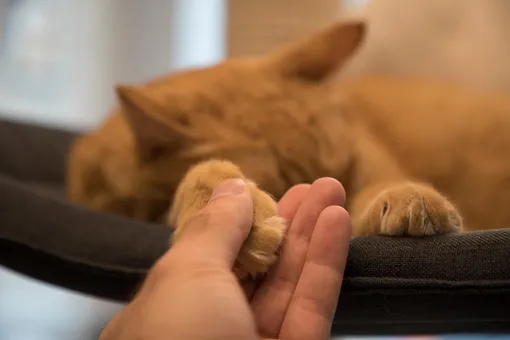 «Не мог стоять и смотреть»: полицейский спас из горящего приюта 45 кошек «Не мог стоять и смотреть»: полицейский спас из горящего приюта 45 кошек