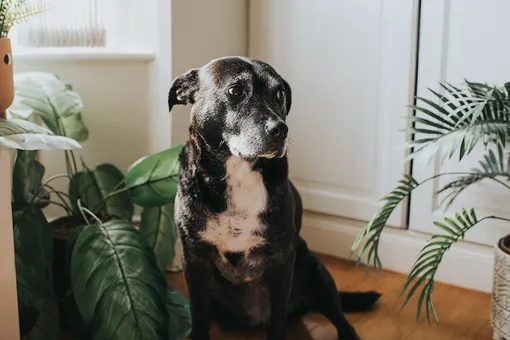 собака старая собака старая