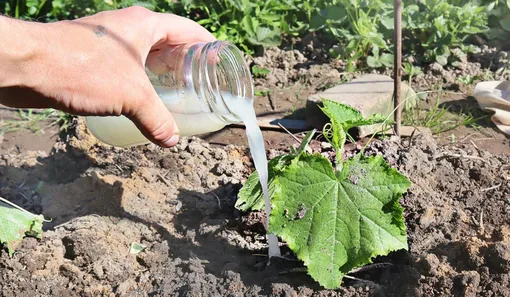 Раствор из дрожжей: секрет пышных огурцов Раствор из дрожжей: секрет пышных огурцов