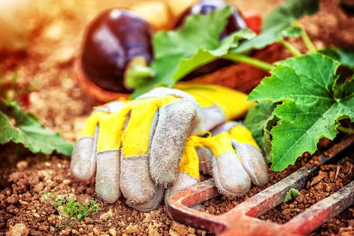 7 вещей, которые нужно успеть сделать на участке до конца сентября